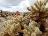 Chollacactus