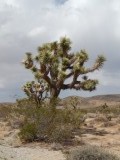 En dit is m dan, de Joshuaa Tree