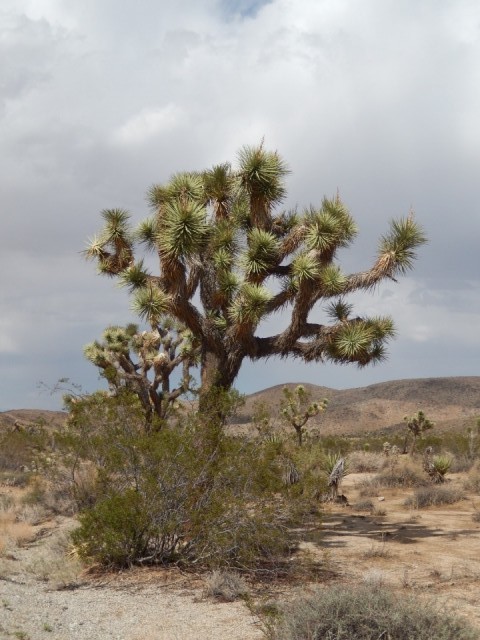 En dit is m dan, de Joshuaa Tree