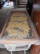 Orecchiete