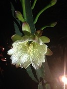 Cactusbloem bloeit 's nachts
