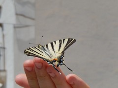 Vlinder