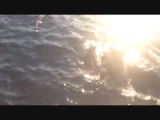 Whale watching in Newport Beach