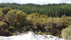 Geizer Waiotapu