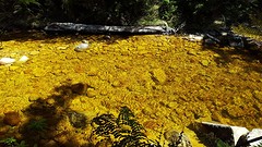Abel tasman
