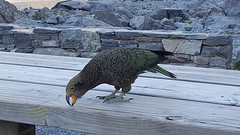 Kea