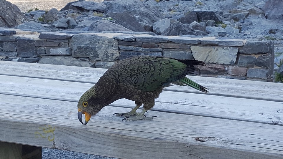 Kea