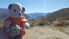 De beer in Queenstown