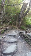Tiki Trail