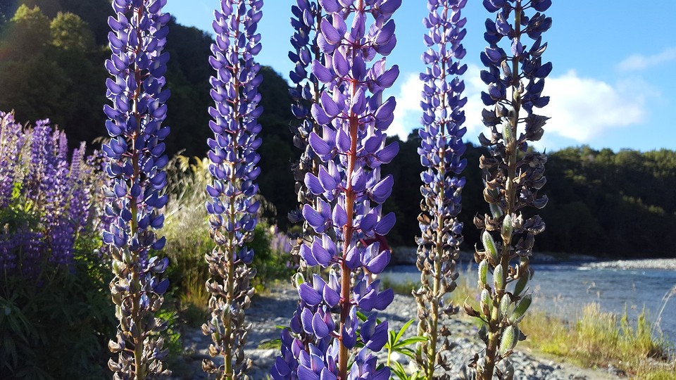 De mooie bloemen