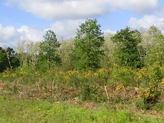 CIMG1378