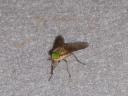 Een van de vele Marchflies