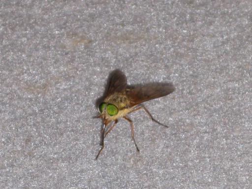 Een van de vele Marchflies