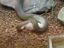 Olive python die de prooi aan het binnenwerken is