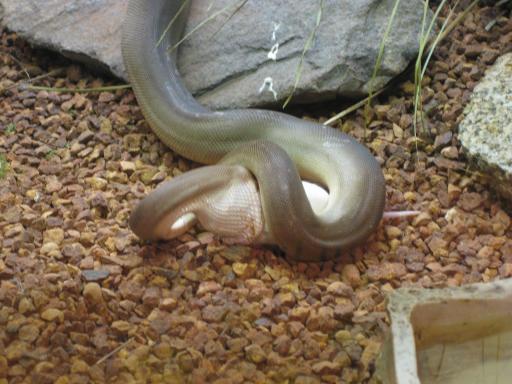 Olive python die de prooi aan het binnenwerken is