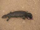 Een agressieve skink...