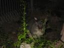 Een possum aan de caves van Narracoorte
