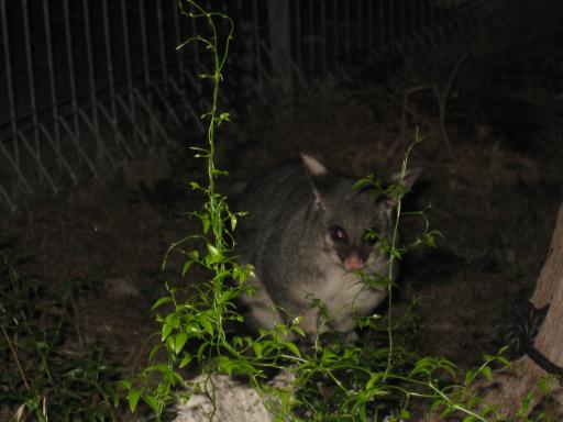 Een possum aan de caves van Narracoorte