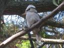 Een wilde kookaburra