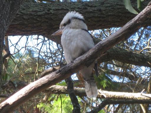 Een wilde kookaburra