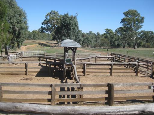Op de paardenfarm