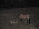 33 jaar oude (!) paard op de paardenfarm