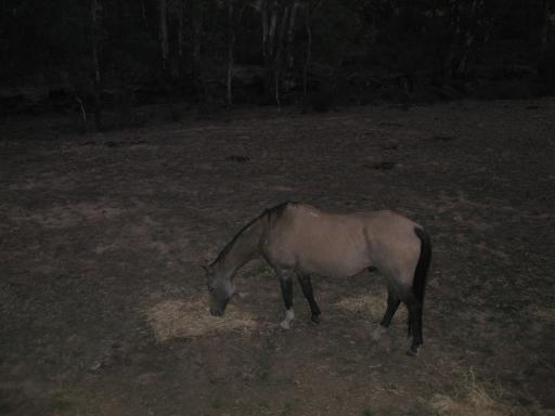33 jaar oude (!) paard op de paardenfarm