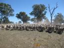 Schapen in The Grampians (2)
