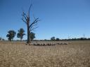 Schapen in The Grampians