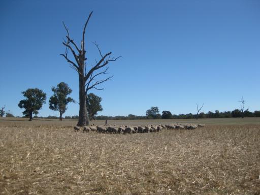 Schapen in The Grampians