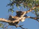 Een andere wilde koala (2)