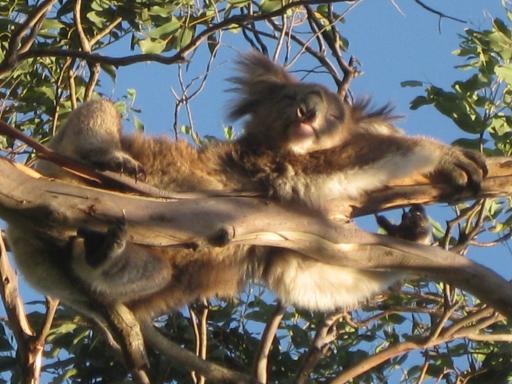 Een andere wilde koala
