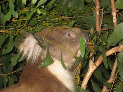 Dezelfde wilde koala