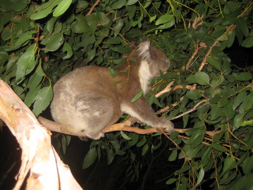 Een wilde koala dames en heren !