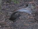 Een lyrebird (2)