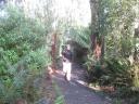 Tarra-bulga National Park