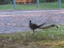 Een lyrebird
