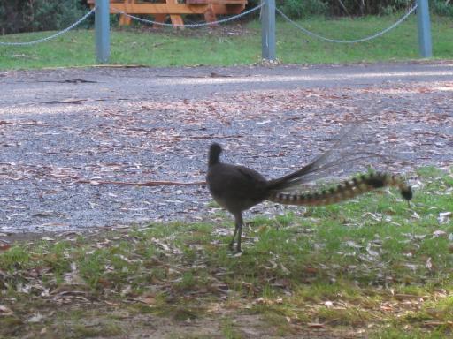 Een lyrebird