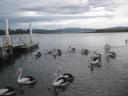 Wilde pelikanen in Mallacoota (4)