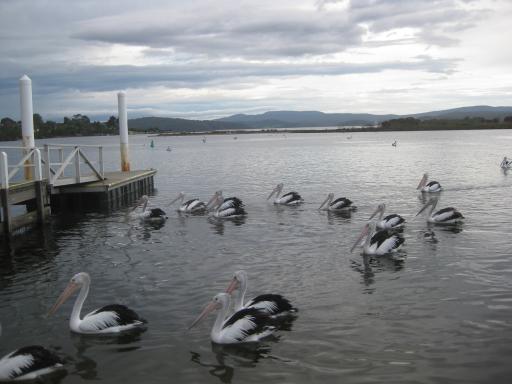 Wilde pelikanen in Mallacoota (4)