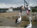 Wilde pelikanen in Mallacoota (3)