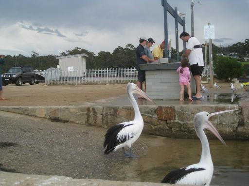 Wilde pelikanen in Mallacoota (3)