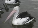 Wilde pelikanen in Mallacoota (2)