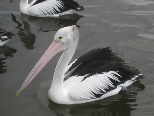Wilde pelikanen in Mallacoota (2)
