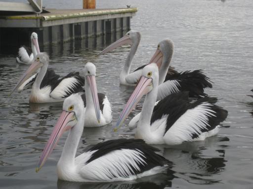 Wilde pelikanen in Mallacoota