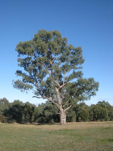 The Grampians