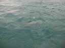 Een Hector's Dolphin