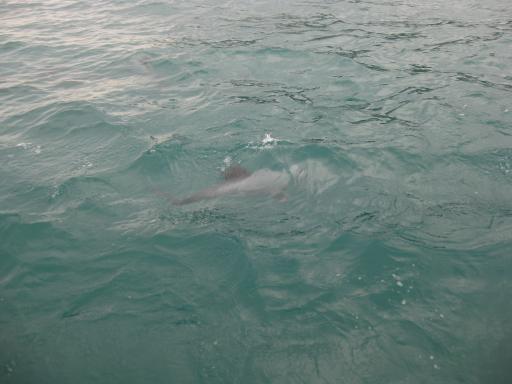 Een Hector's Dolphin