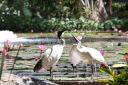 De witte ibis