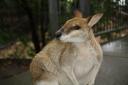 Een mooie kangoeroe in de Australia Zoo